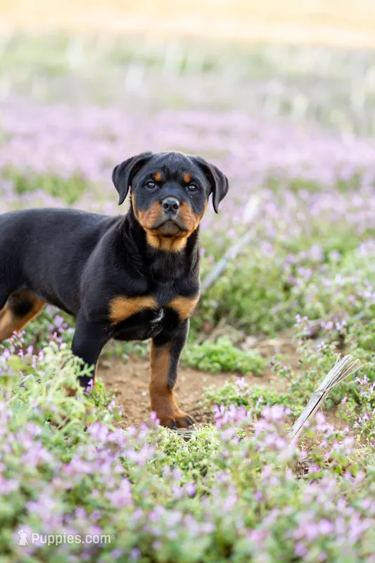 Kasey – Rottweiler puppy for sale in Newville, PA