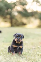 Kasey, a female Rottweiler for sale in Newville, PA – Photo 4 of 6