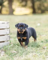 Kasey, a female Rottweiler for sale in Newville, PA – Photo 1 of 6