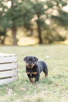 Kasey, a female Rottweiler for sale in Newville, PA – Photo 5 of 6
