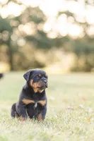 Kasey, a female Rottweiler for sale in Newville, PA – Photo 3 of 6