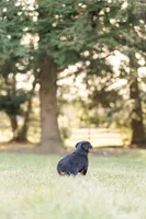 Kasey, a female Rottweiler for sale in Newville, PA – Photo 6 of 6