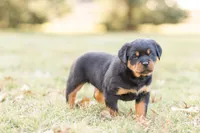 Summer , a female Rottweiler for sale in Newville, PA – Photo 2 of 4