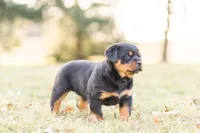 Summer , a female Rottweiler for sale in Newville, PA – Photo 1 of 4