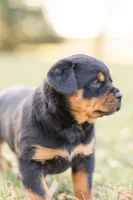 Summer , a female Rottweiler for sale in Newville, PA – Photo 4 of 4