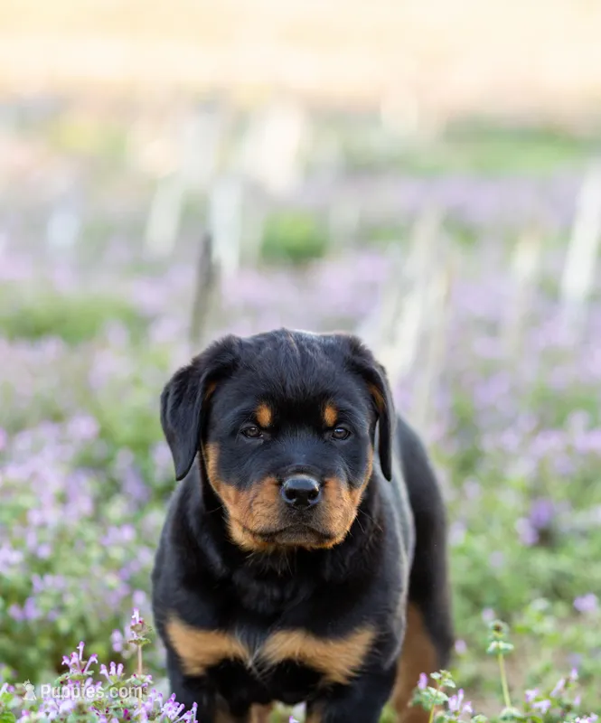 Summer  – Rottweiler puppy for sale in Newville, PA