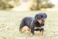 Summer , a female Rottweiler for sale in Newville, PA – Photo 3 of 4