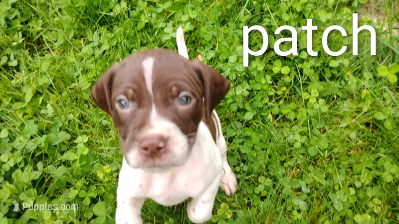 Patch – Brittany, German Shorthaired Pointer puppy for sale in Boston, MA