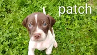 Patch, a male Brittany and German Shorthaired Pointer for sale in Boston, MA – 1 of 3