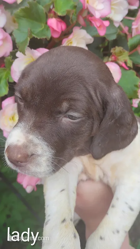 Lady – Brittany, German Shorthaired Pointer puppy for sale in Boston, MA