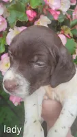 Lady, a female Brittany and German Shorthaired Pointer for sale in Boston, MA – 1 of 3