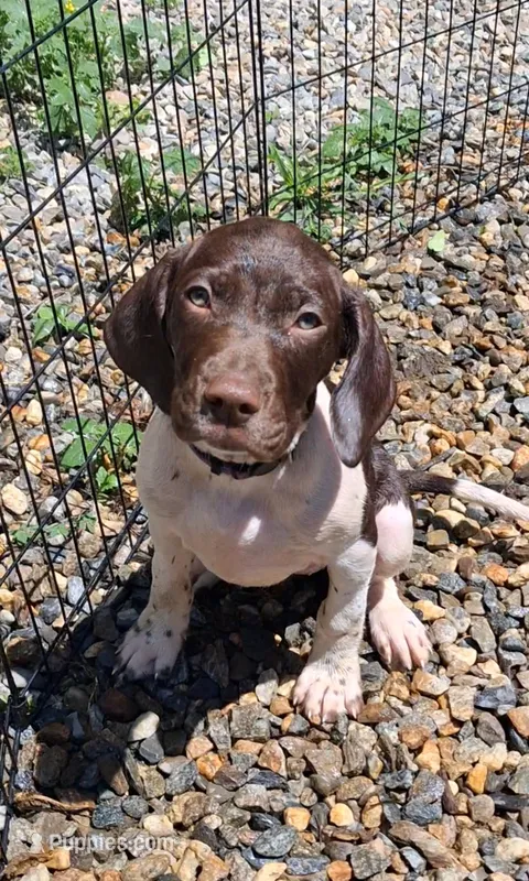 Honey – Brittany, German Shorthaired Pointer puppy for sale in Woodstock Valley, CT