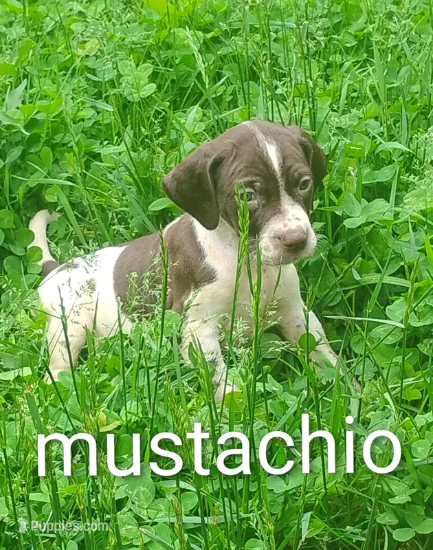 Mustachio – Brittany, German Shorthaired Pointer puppy for sale in Boston, MA
