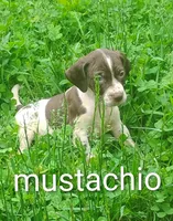 Mustachio, a male Brittany and German Shorthaired Pointer for sale in Boston, MA – 1 of 3