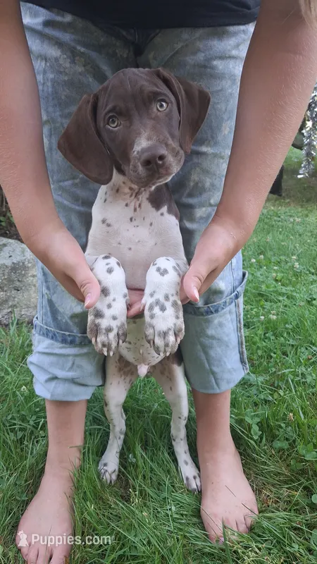 Hank – Brittany, German Shorthaired Pointer puppy for sale in Woodstock Valley, CT