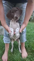 Hank, a male Brittany and German Shorthaired Pointer for sale in Woodstock Valley, CT – 1 of 7