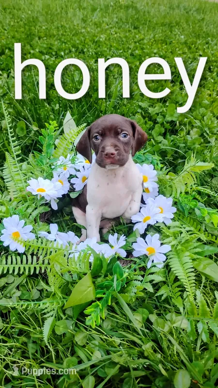 Honey – Brittany, German Shorthaired Pointer puppy for sale in Boston, MA