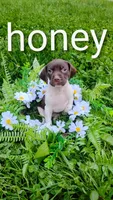 Honey, a female Brittany and German Shorthaired Pointer for sale in Boston, MA – 1 of 3