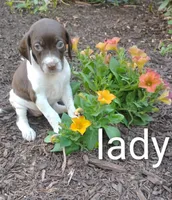 Lady, a female Brittany and German Shorthaired Pointer for sale in Boston, MA – 3 of 3