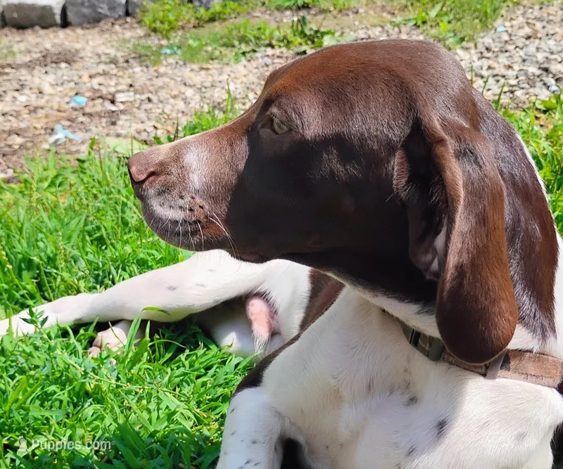 Rollie – Brittany, German Shorthaired Pointer puppy for sale in Woodstock Valley, CT