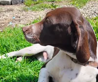 ROLLIE a handsome "Started Puppy", a male Brittany and German Shorthaired Pointer for sale in Woodstock Valley, CT – 1 of 10
