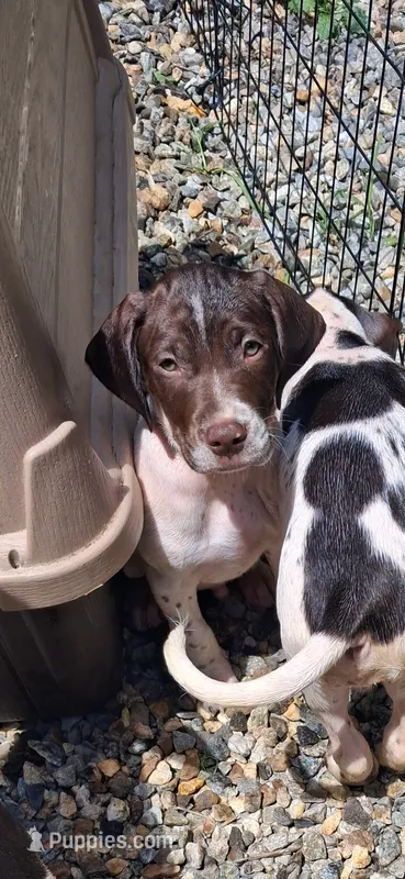 Patch – Brittany, German Shorthaired Pointer puppy for sale in Woodstock Valley, CT