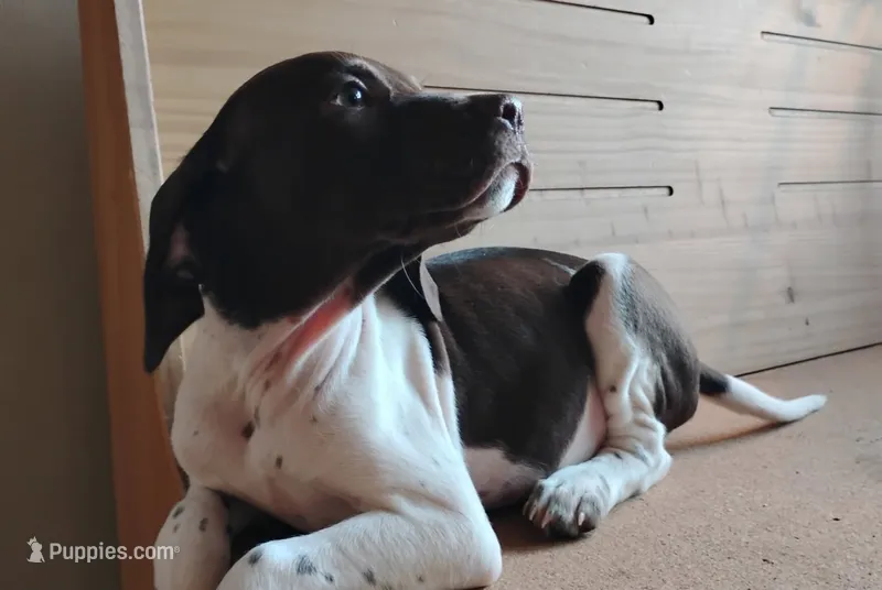 Snoopy – Brittany, German Shorthaired Pointer puppy for sale in Woodstock Valley, CT