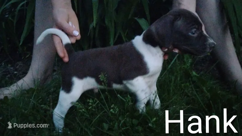 Hank – Brittany, German Shorthaired Pointer puppy for sale in Boston, MA