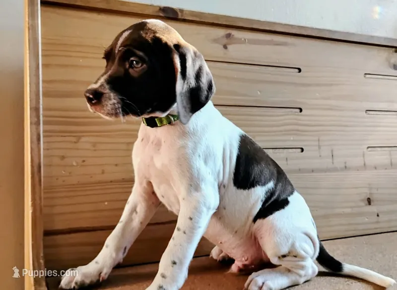 Patch – Brittany, German Shorthaired Pointer puppy on hold in Woodstock Valley, CT