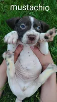 Mustachio, a male Brittany and German Shorthaired Pointer for sale in Boston, MA – 2 of 3