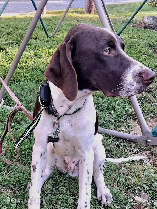 MUSTACHIO a "ready to go pup" (shots/exams included) – Brittany, German Shorthaired Pointer puppy for sale in Woodstock Valley, CT