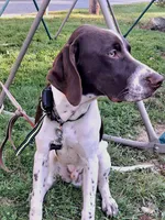 TRACKER a "ready to go pup" (shots/exams included), a male Brittany and German Shorthaired Pointer for sale in Woodstock Valley, CT – 1 of 10
