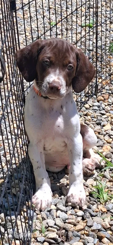 Rollie – Brittany, German Shorthaired Pointer puppy for sale in Woodstock Valley, CT