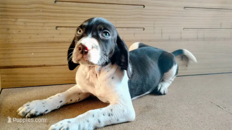 Rollie – Brittany, German Shorthaired Pointer puppy for sale in Woodstock Valley, CT