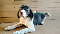 Rollie, a male Brittany and German Shorthaired Pointer for sale in Woodstock Valley, CT – 6 of 9