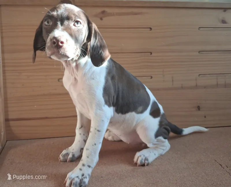 Lady – Brittany, German Shorthaired Pointer puppy for sale in Woodstock Valley, CT