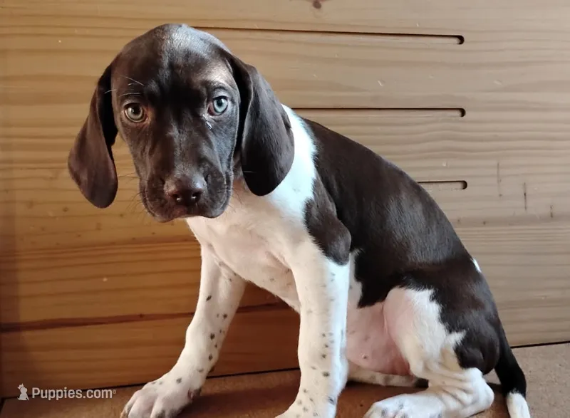 Honey – Brittany, German Shorthaired Pointer puppy for sale in Woodstock Valley, CT