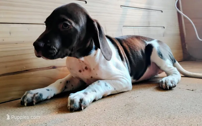 Snoopy – Brittany, German Shorthaired Pointer puppy for sale in Woodstock Valley, CT