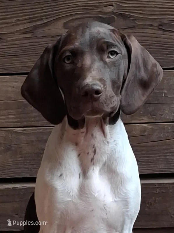Honey – Brittany, German Shorthaired Pointer puppy for sale in Woodstock Valley, CT