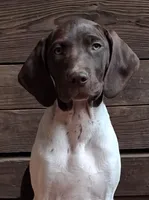Honey, a female Brittany and German Shorthaired Pointer for sale in Woodstock Valley, CT – 1 of 8