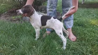 Mustachio, a male Brittany and German Shorthaired Pointer for sale in Woodstock Valley, CT – 4 of 9