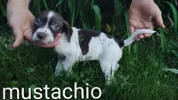 Mustachio, a male Brittany and German Shorthaired Pointer for sale in Boston, MA – 3 of 3