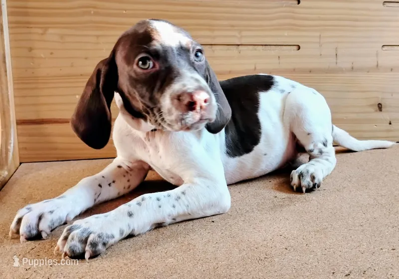 Mustachio – Brittany, German Shorthaired Pointer puppy for sale in Woodstock Valley, CT