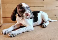 Mustachio, a male Brittany and German Shorthaired Pointer for sale in Woodstock Valley, CT – 6 of 9
