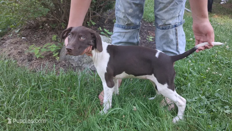Honey – Brittany, German Shorthaired Pointer puppy for sale in Woodstock Valley, CT
