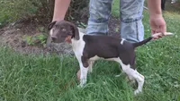 Honey, a female Brittany and German Shorthaired Pointer for sale in Woodstock Valley, CT – 3 of 8