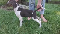 Rollie, a male Brittany and German Shorthaired Pointer for sale in Woodstock Valley, CT – 3 of 9