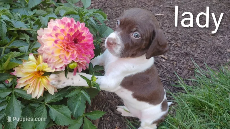 Lady – Brittany, German Shorthaired Pointer puppy for sale in Boston, MA