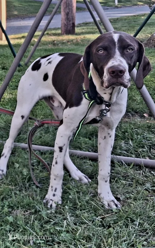 MUSTACHIO a "ready to go pup" (shots/exams included) – Brittany, German Shorthaired Pointer puppy for sale in Woodstock Valley, CT