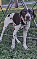 TRACKER a "ready to go pup" (shots/exams included), a male Brittany and German Shorthaired Pointer for sale in Woodstock Valley, CT – 4 of 10